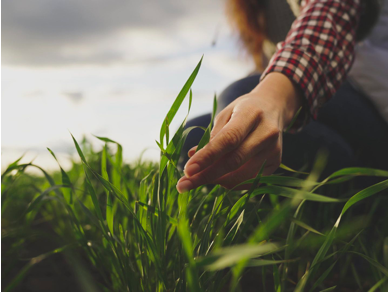 Tracegrown ympäristöystävällinen luomuhyväksytty lannoite